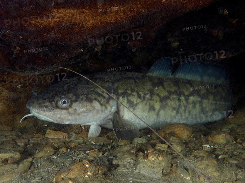 Burbot