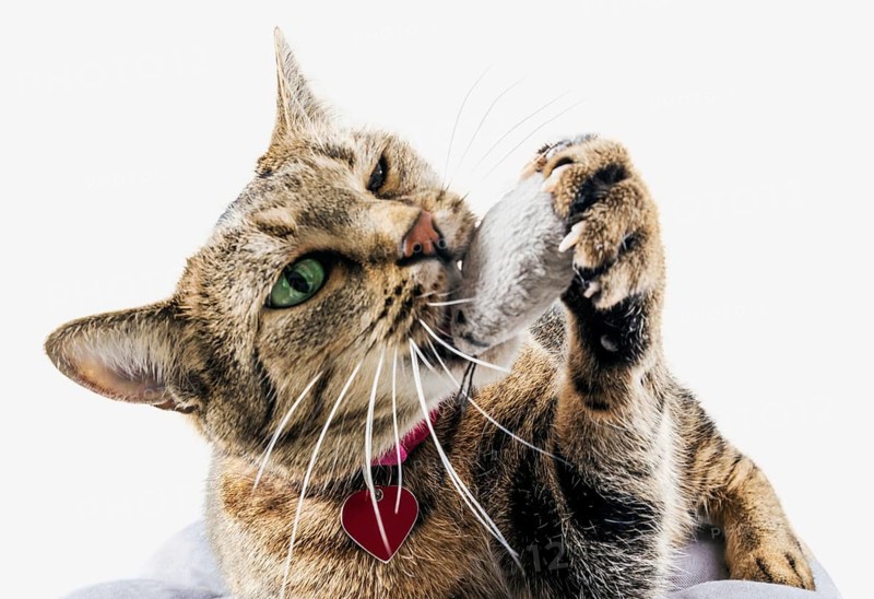 Delightful Bengal cat lies on a soft pillow and plays with a toy mouse.