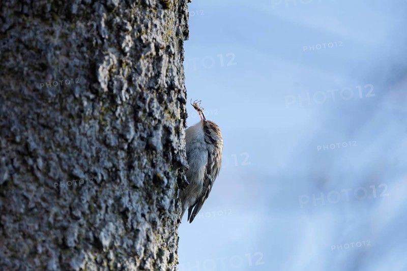 Short-toed treecreeper