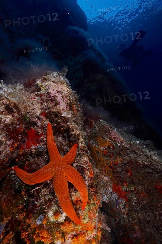 Orange-coloured starfish
