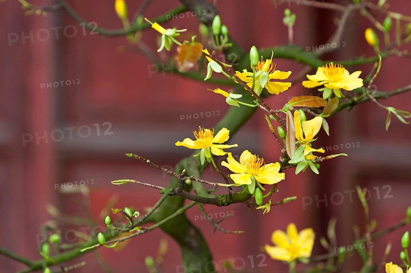 Apricot tree with yellow blossoms