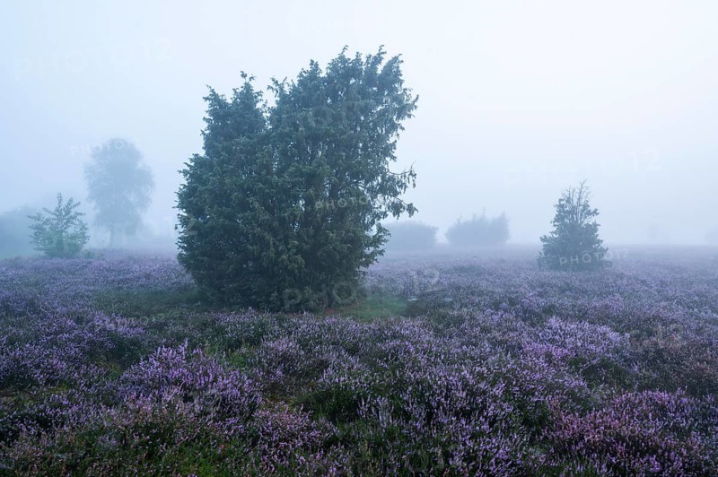 Heath landscape