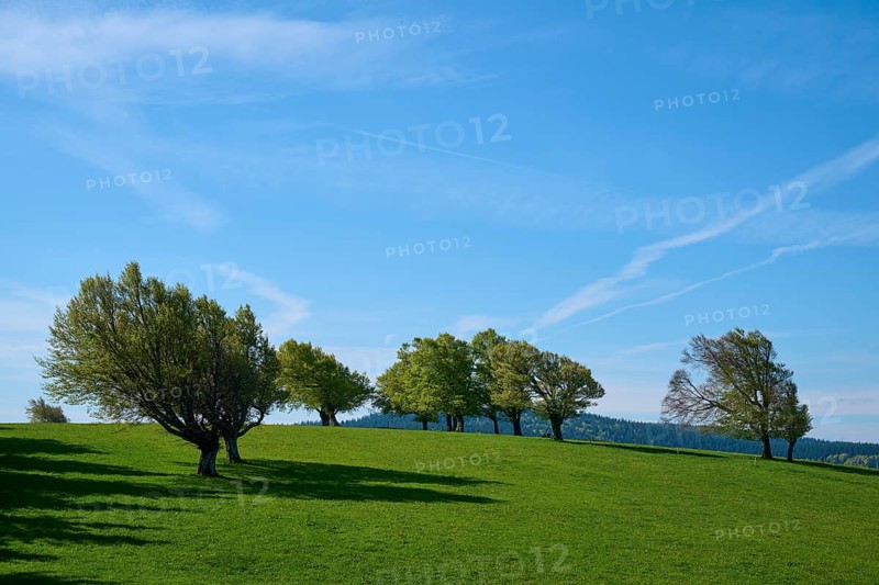 Meadow with copper beeches in spring
