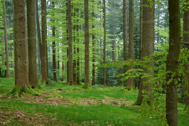 Dense green forest with moss and deciduous trees
