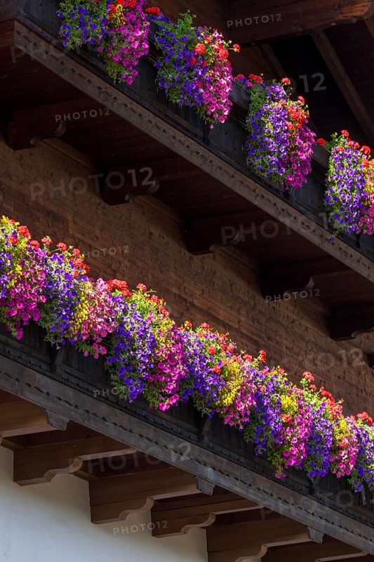 Summer flowers