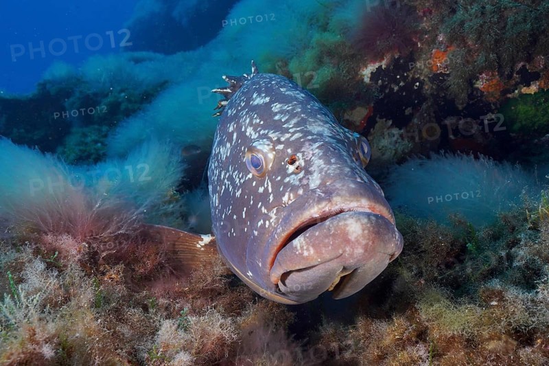 Portrait of dusky grouper
