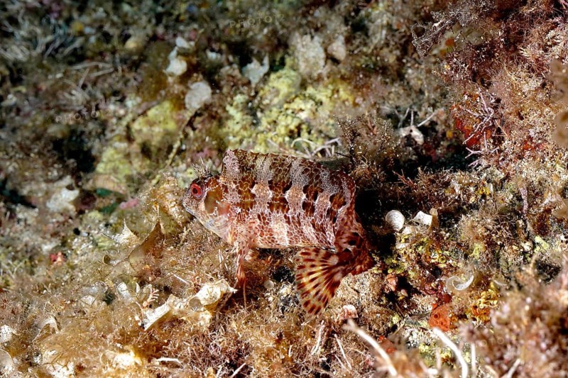 Tompot blenny