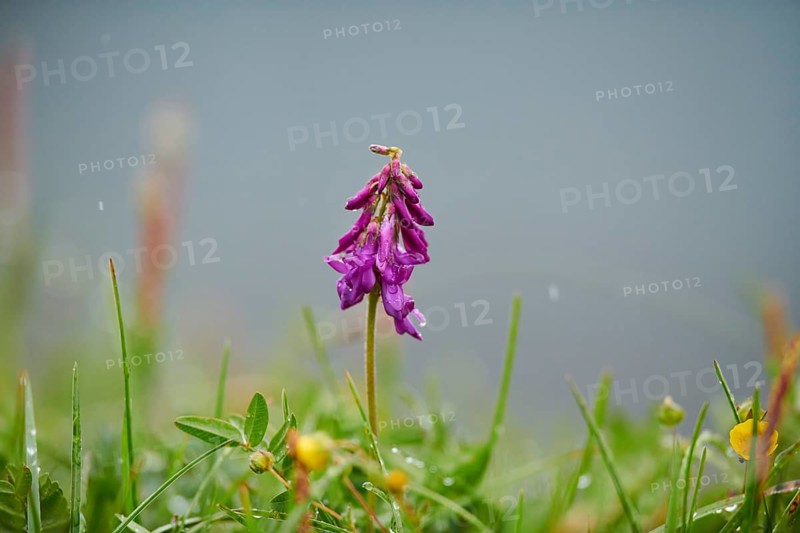Alpine sainfoin
