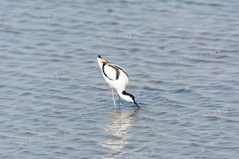 Water bird