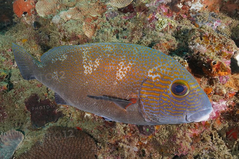 Orange spotted sweetlips