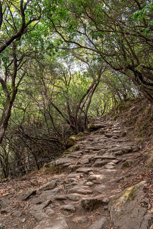 Hiking trail through light-flooded forests above the Spelunca Gorge between Ota and Elisa