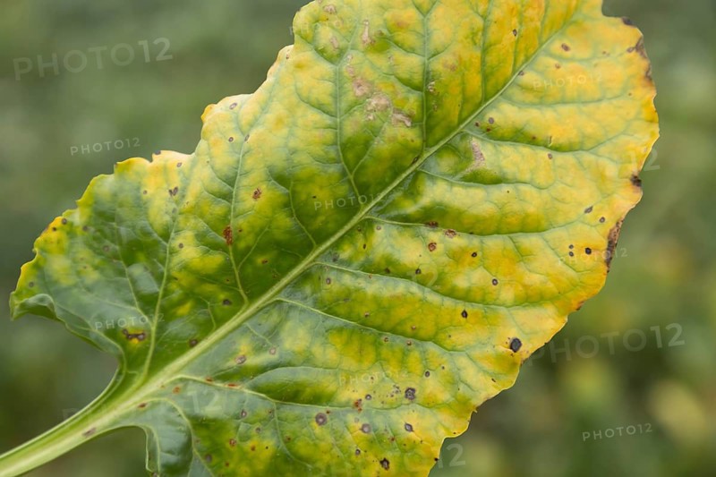 Sugar beet