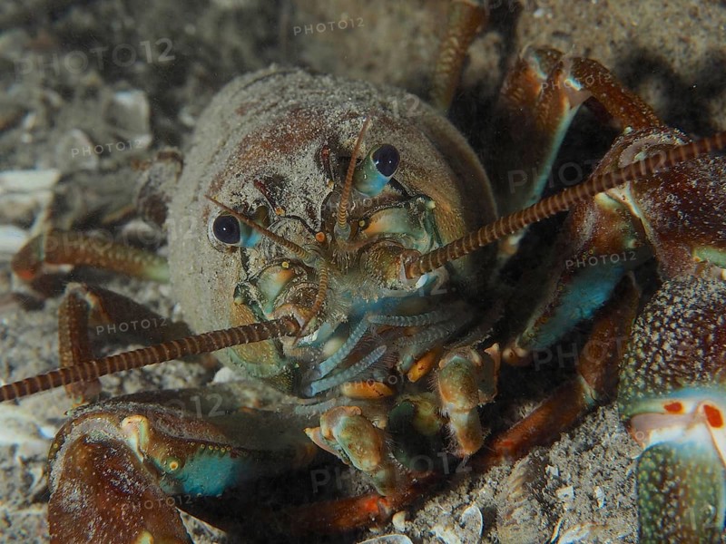 Portrait of signal crayfish