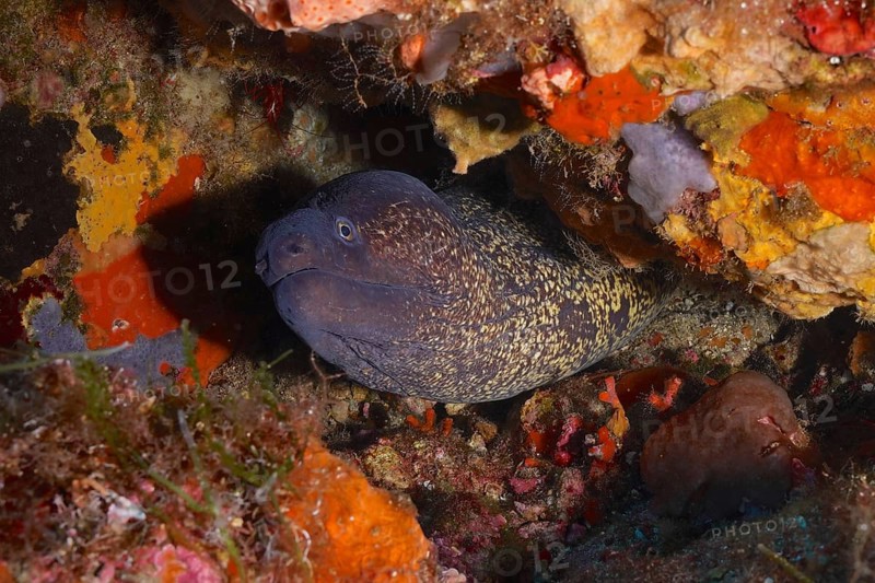 Portrait of mediterranean moray