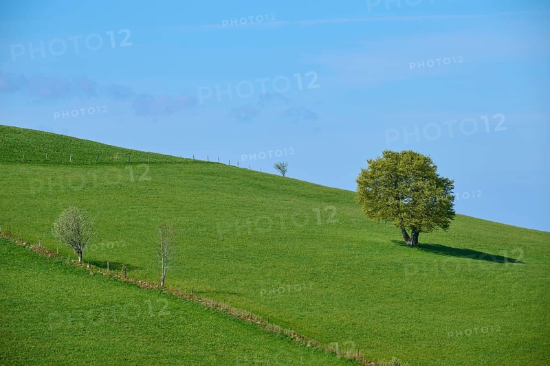 Meadow with beech tree in spring