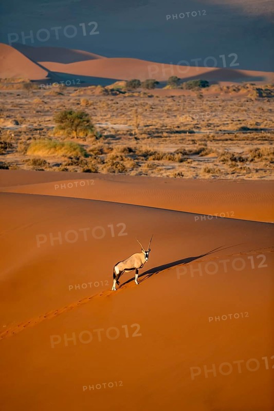 Oryx antelope standing on a red sand dune