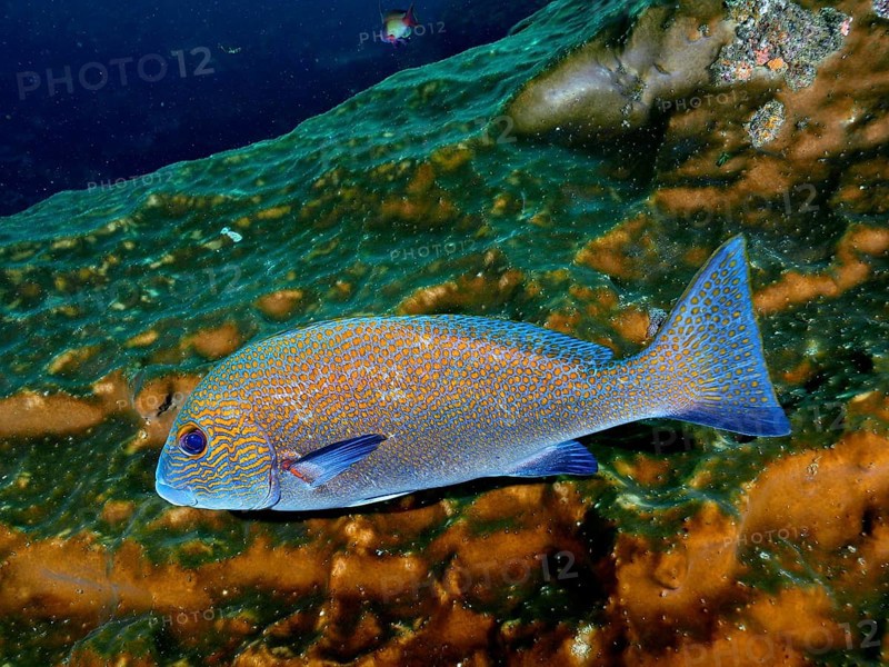 Orange-spotted sweetlips