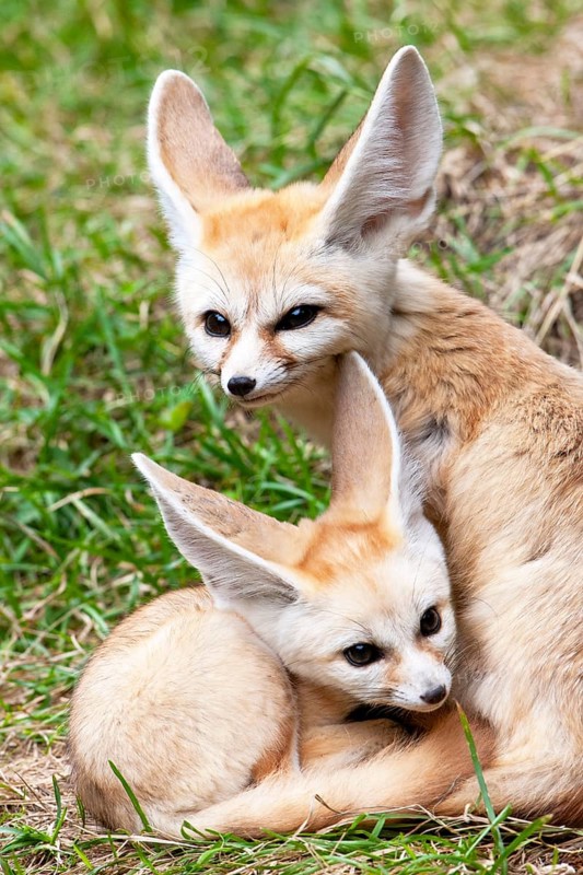 Fennec fox