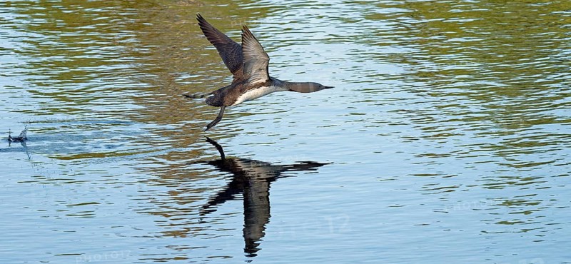 Red-throated diver