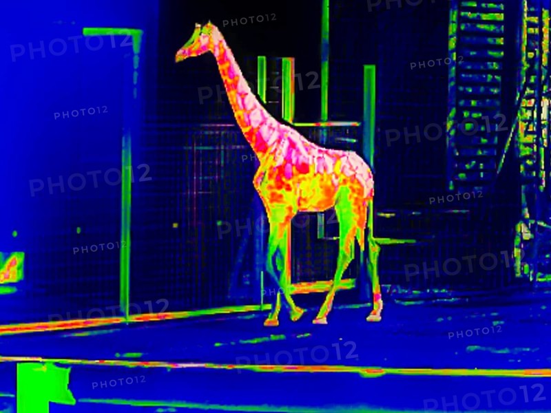 Giraffe in the zoo