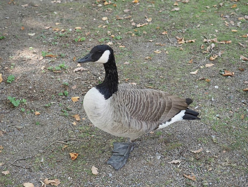 Canada Goose