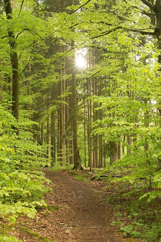 Forest flooded with sunlight with a path radiating peace and tranquillity