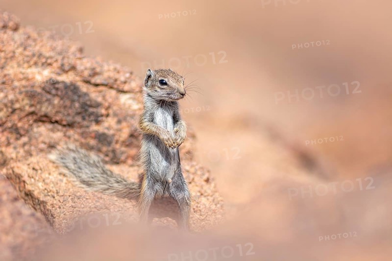 Barbary ground squirrel