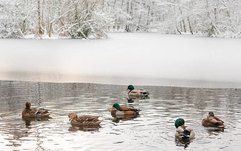 A group of mallards