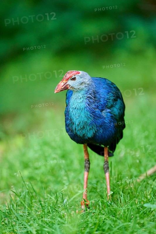 Western swamphen