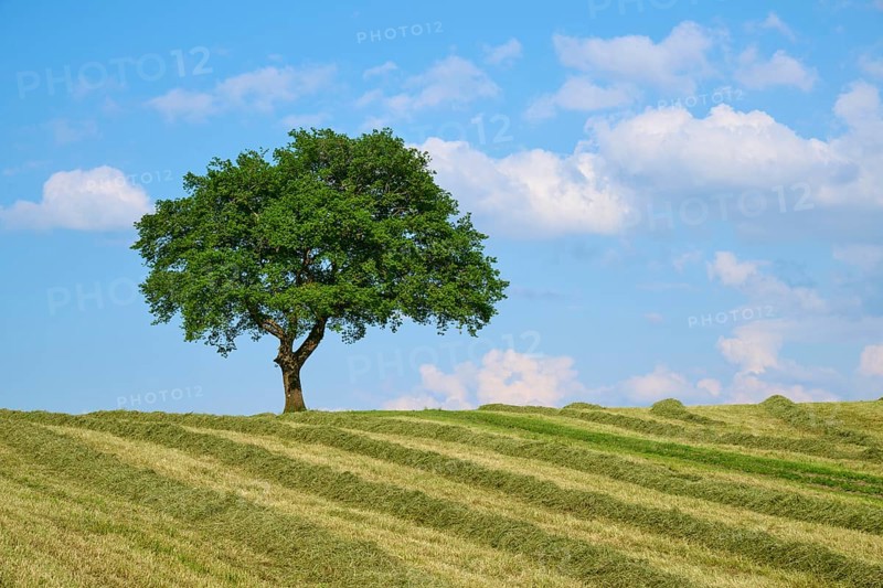 Single oak tree on a mown meadow under a blue sky with scattered clouds