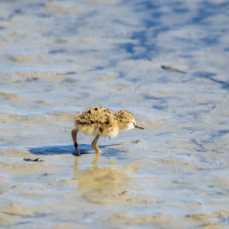 Baby black-winged Stilt