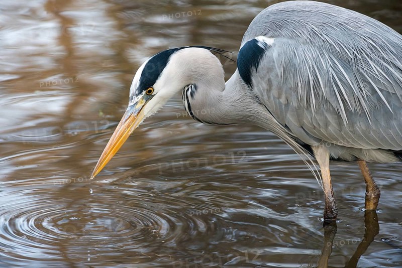 Grey Heron or Great Egret
