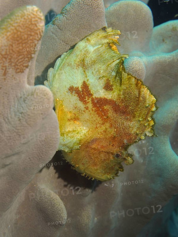 Yellow leaf scorpionfish