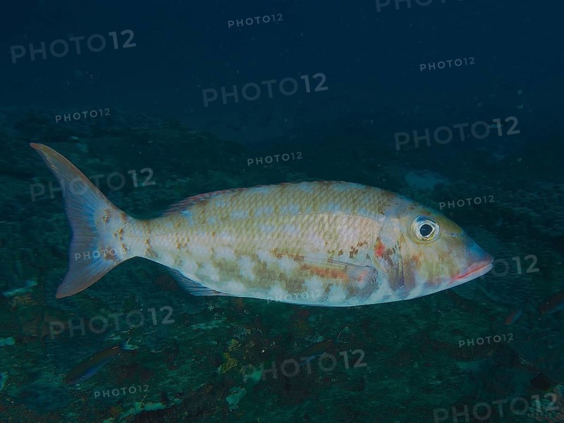 Cheek patch snapper