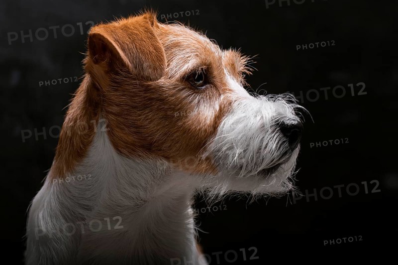 Purebred Jack Russell is lying on a pedestal in the studio and looking at the camera.
