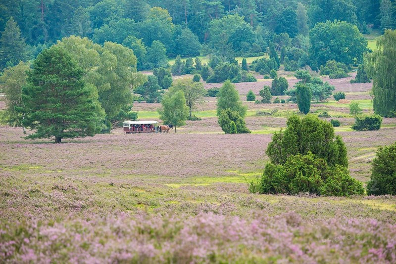 Carriage with cold-blooded horses