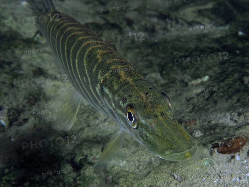 Pike