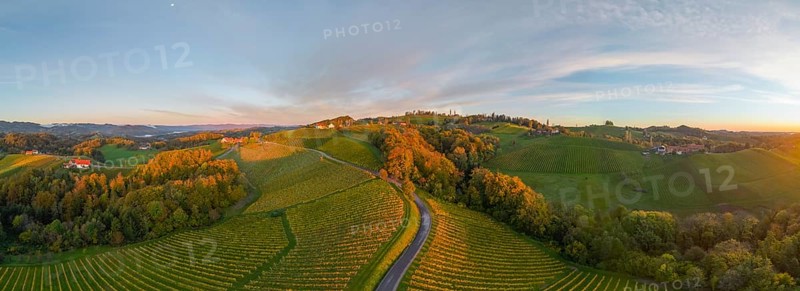 Aerial view of vineyards in the morning light