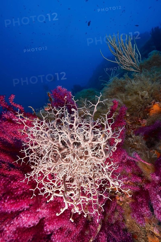 Mediterranean basket star