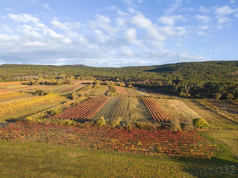 Aerial view of autumn vineyards