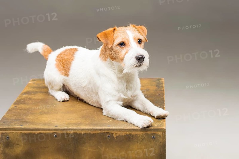 Purebred Jack Russell posing in the studio and looking at the camera.