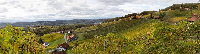 Vineyards in autumn