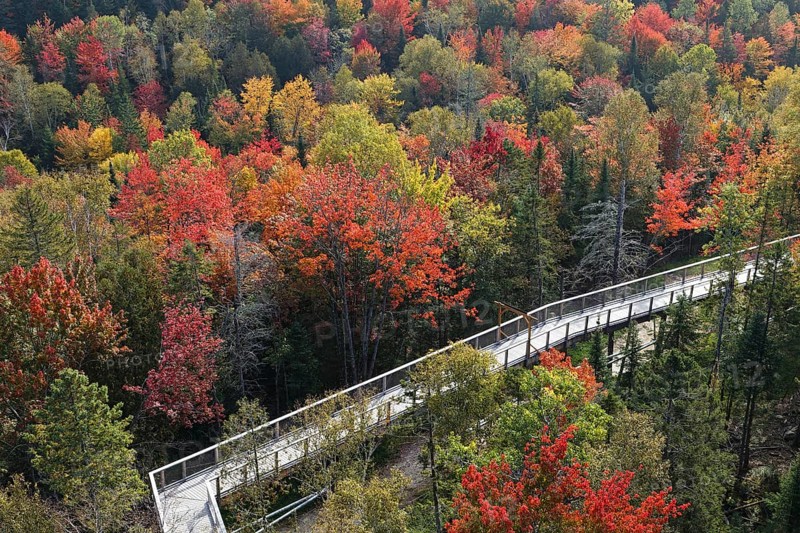 Tree top walkway in autumn