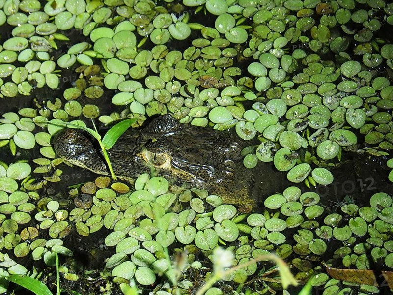 Spectacled caiman