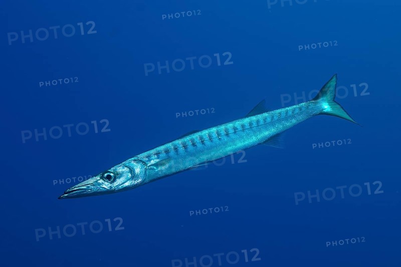 Barracuda