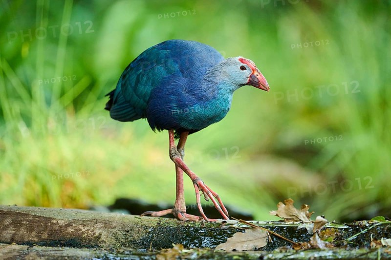 Western swamphen