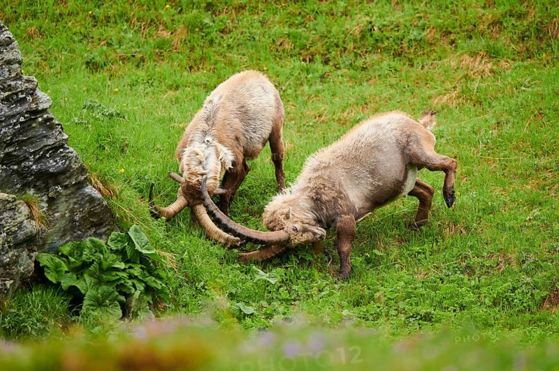 Alpine ibex