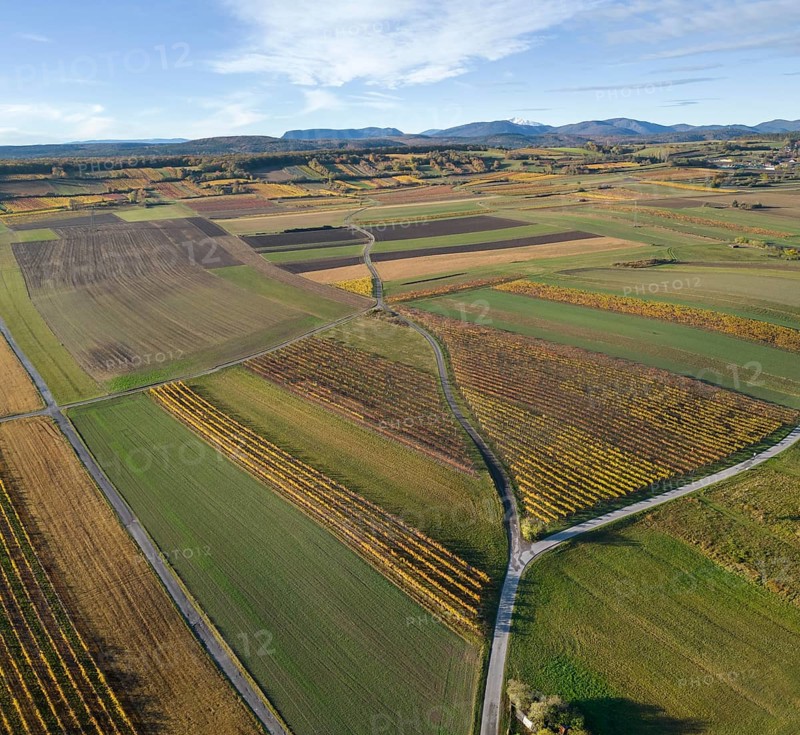 Aerial view of autumn vineyards