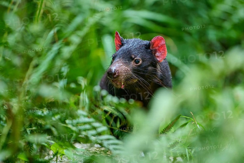 Tasmanian devil