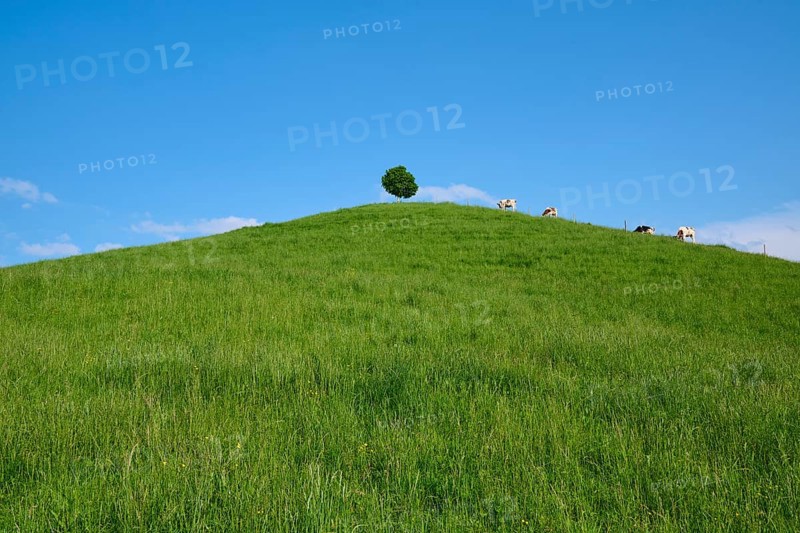 Cows grazing on a green hill under a single linden tree on a sunny day with blue sky